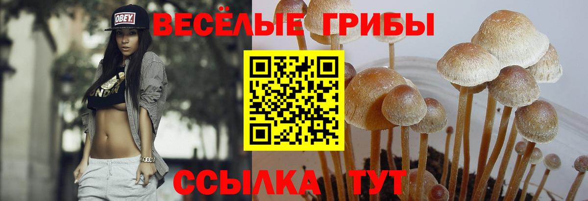 Галлюциногенные грибы Psilocybine cubensis  Вход с VPN  Псилоцибиновые грибы GOLDEN TEACHER  Богородск 
